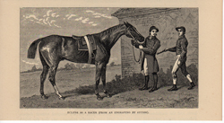 Antique equestrian prints